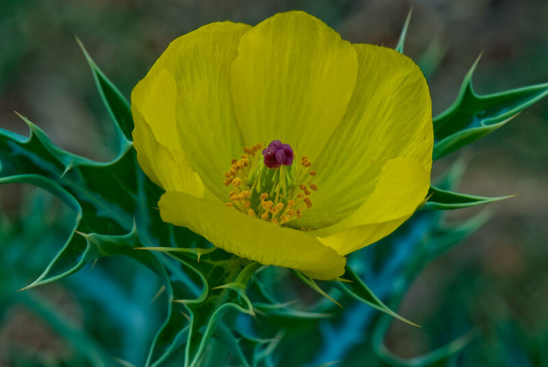 Yellow Thistle Flower