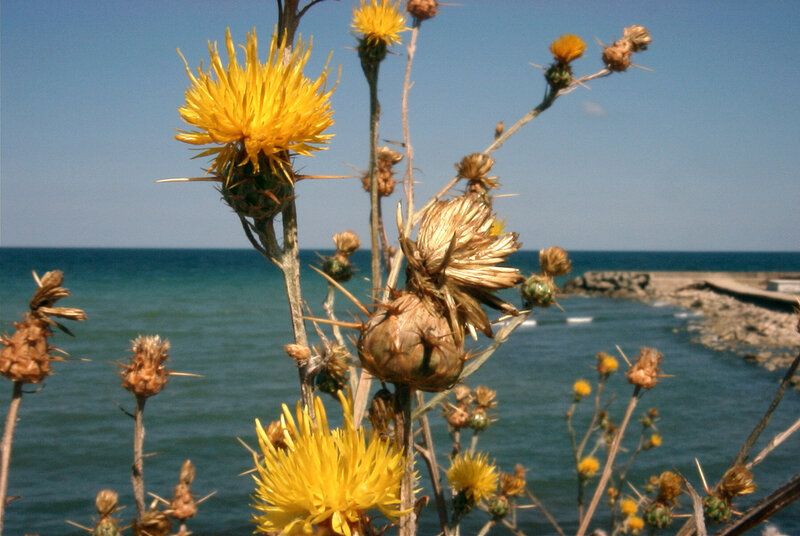 Yellow Thistle Flowers