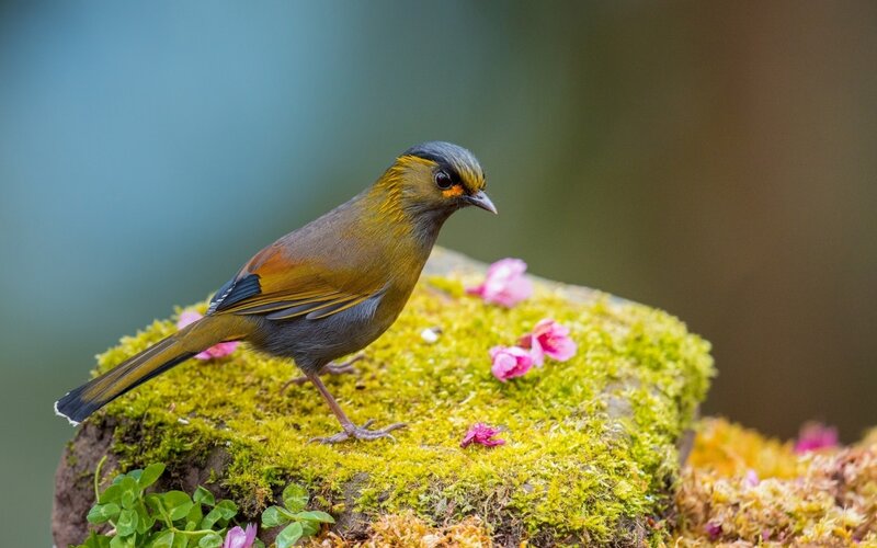 Yellow-throated Babbler — Green