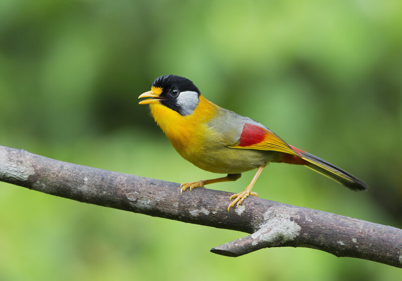Yellow-throated Babbler