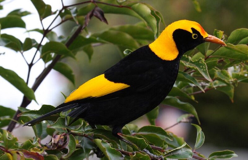 Yellow-throated Blackbird — Black