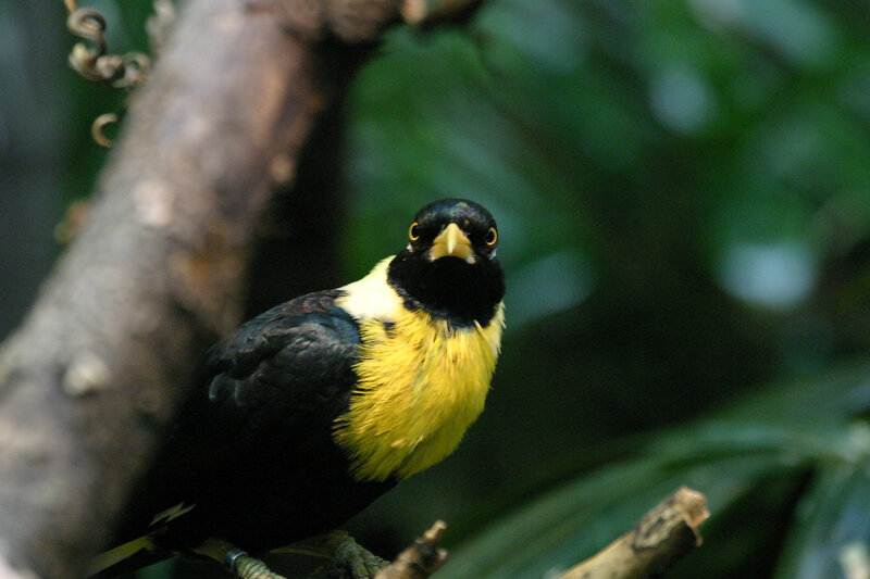 Yellow-throated Blackbird