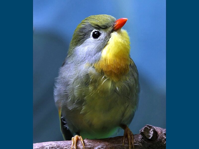 Yellow-throated Bunting