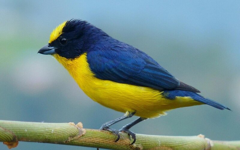 Yellow-throated Euphonia — Blue, Calm, Photograph