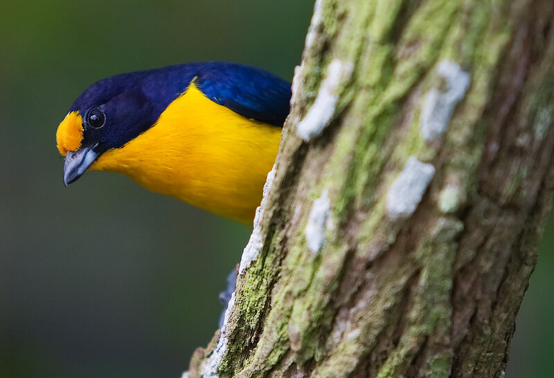 Yellow-throated Euphonia — Blue
