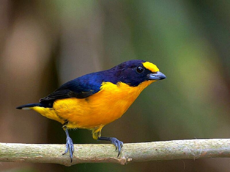 Yellow-throated Euphonia