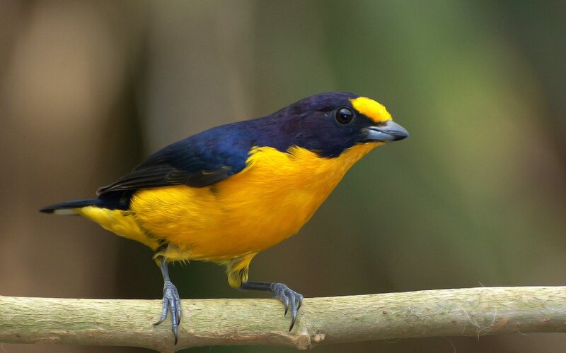 Yellow-throated Euphonia — Yellow, Calm, Photograph
