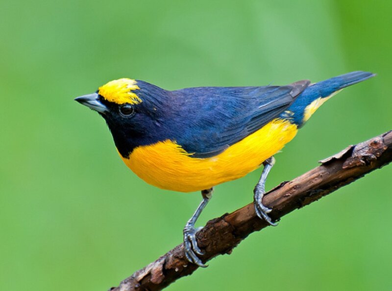 Yellow-throated Euphonia — Yellow, Calm