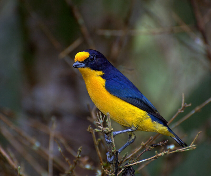 Yellow-throated Euphonia — Yellow, Natural