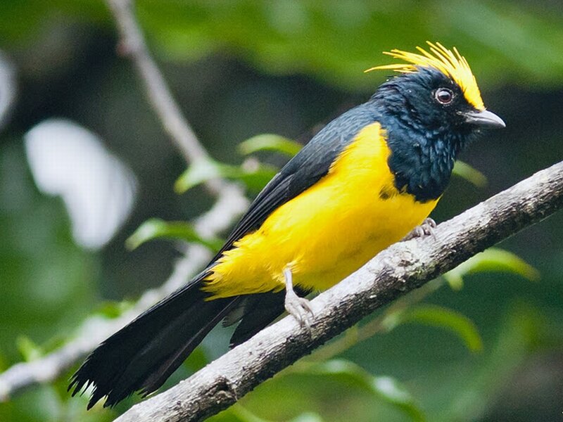 Yellow-throated Euphonia — Yellow