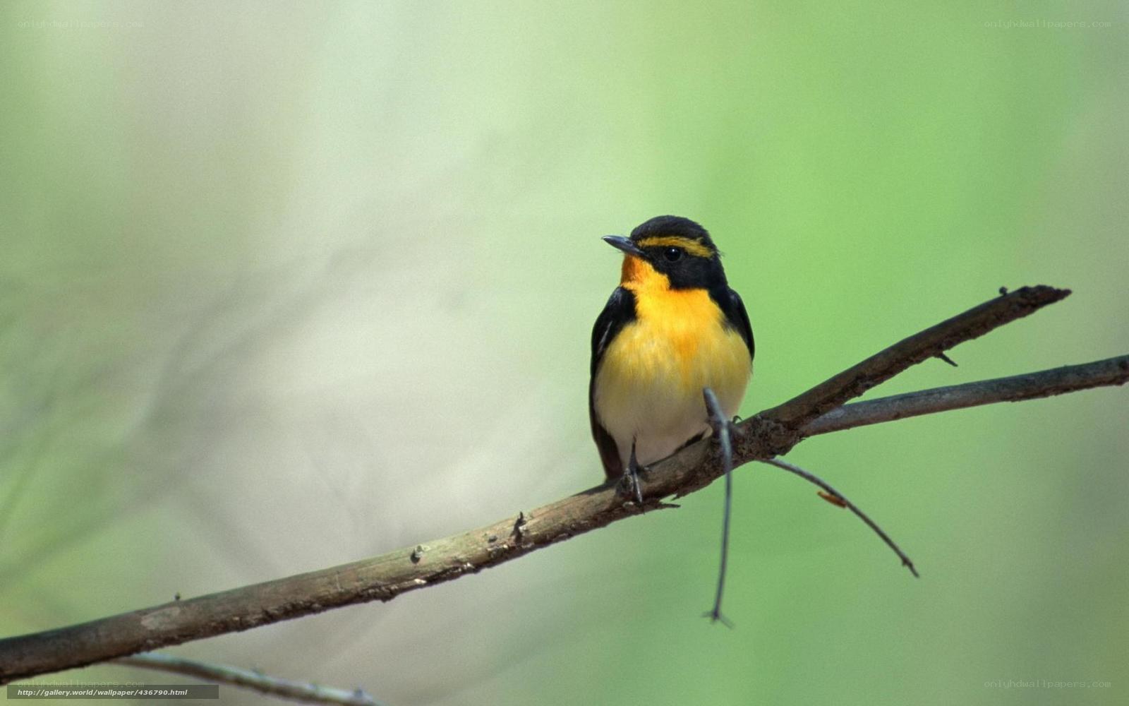 yellow-throated flycatcher