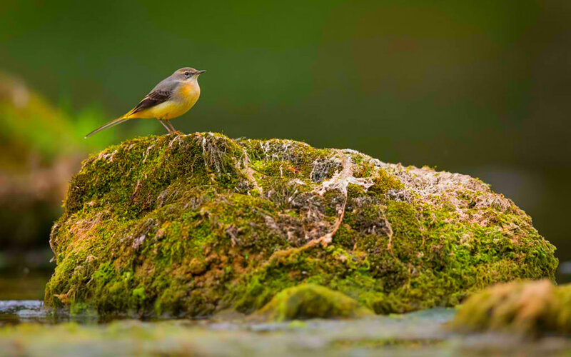 Yellow-throated Flycatcher — Green