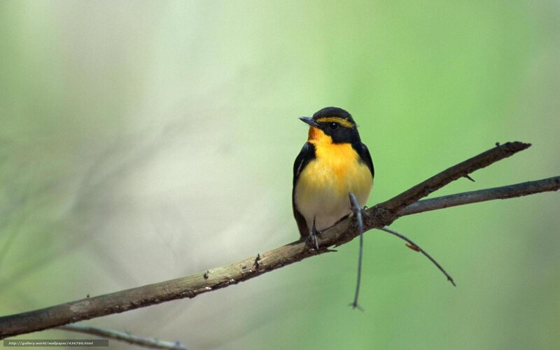 Yellow-throated Flycatcher — Yellow, Calm