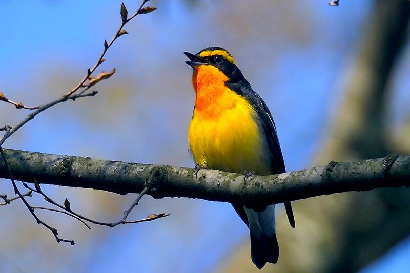 Yellow-throated Flycatcher — Yellow