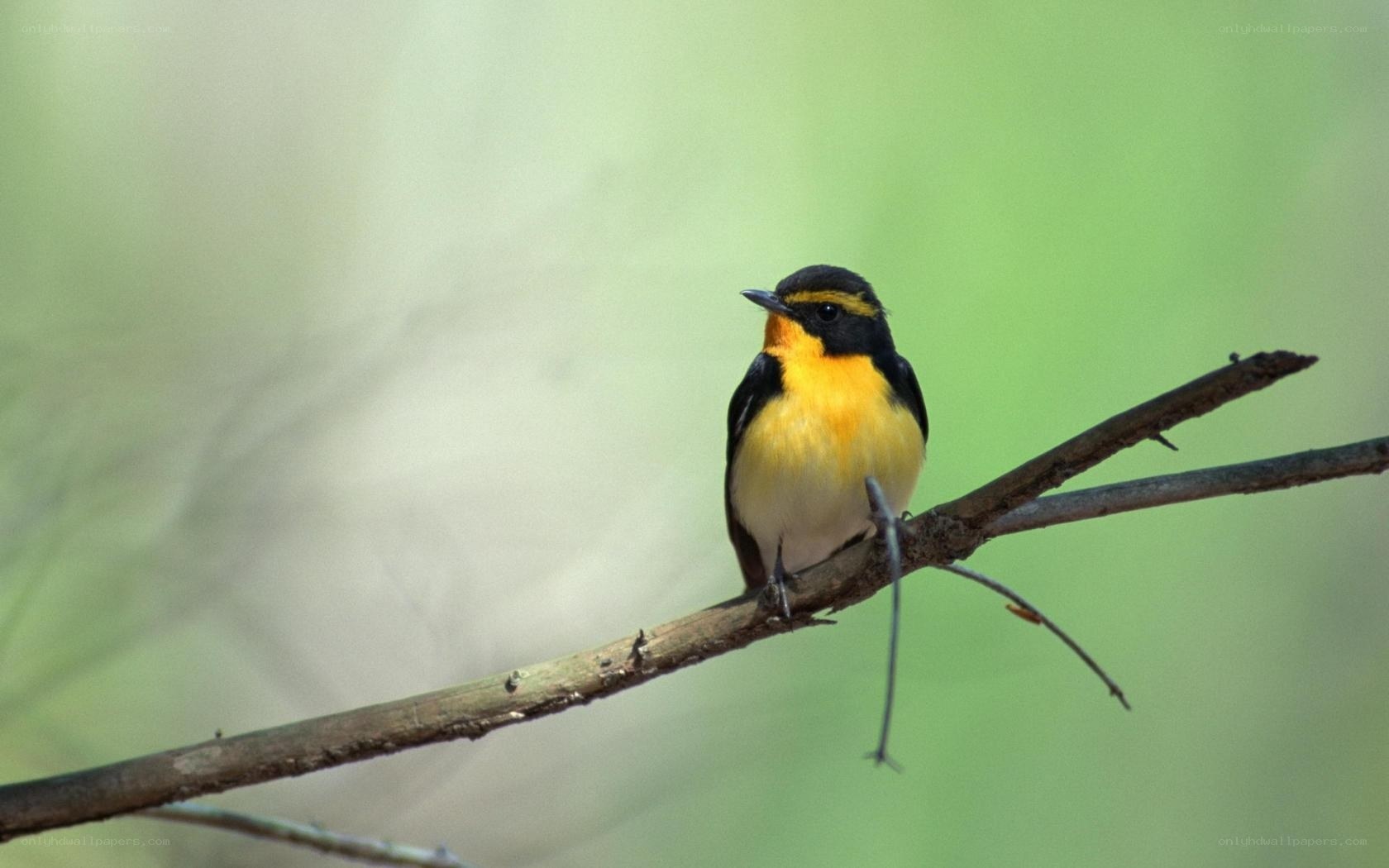 yellow-throated flycatcher