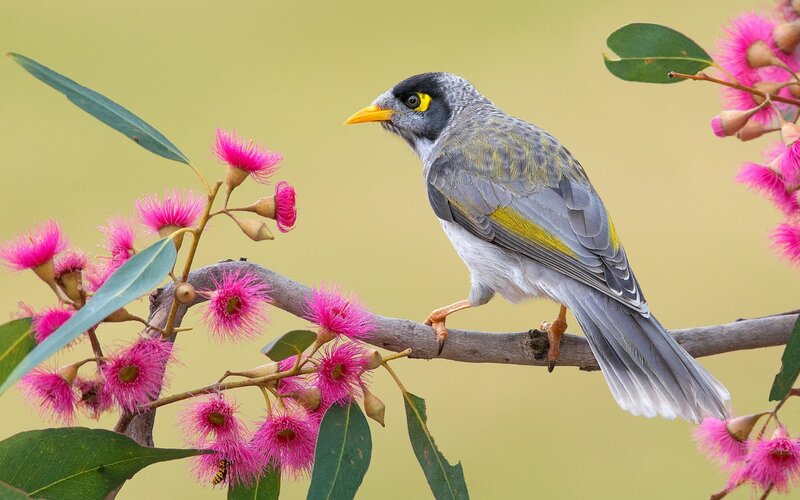 Yellow-throated Honeyeater — Gray