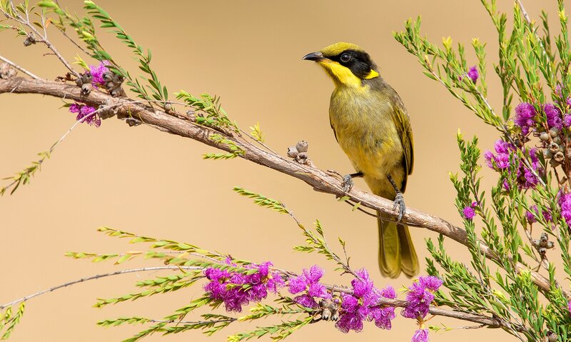 Yellow-throated Honeyeater