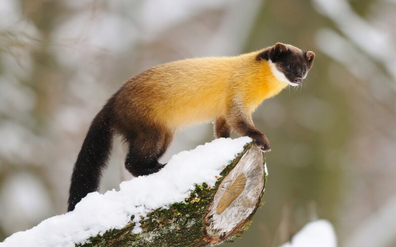 Yellow-throated Marten