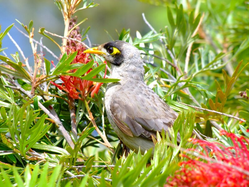 Yellow-throated Miner Bird — Green