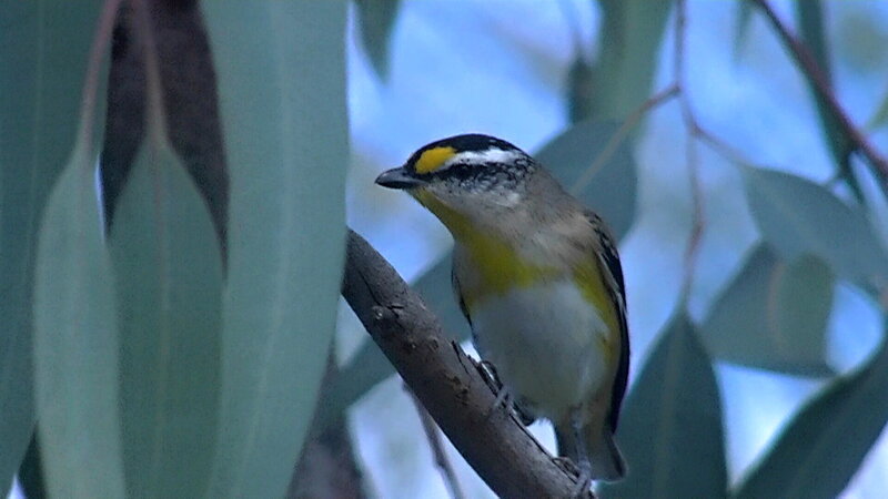 Yellow-throated Miner Bird
