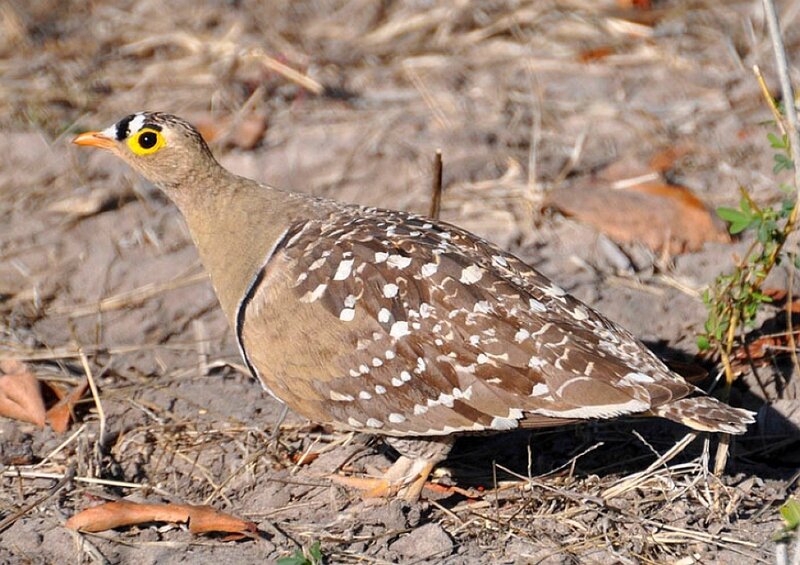 yellow-throated sandgrouse