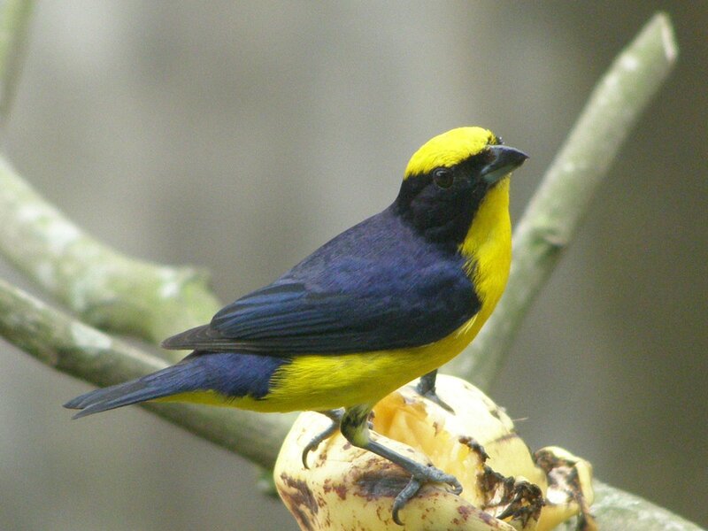 yellow-throated tanager perched