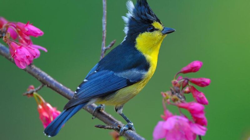 Yellow-throated Tit — Blue