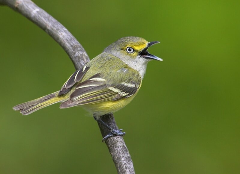Yellow-throated Vireo