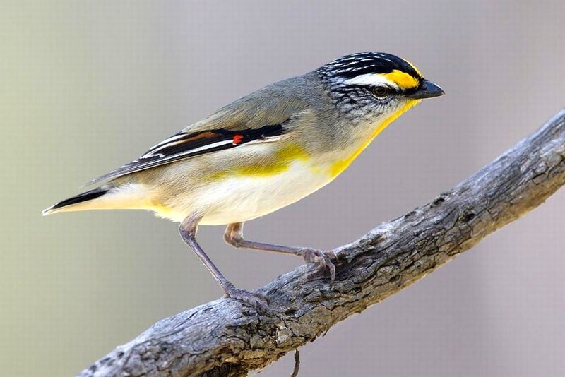 Yellow-throated Warbler — Gray