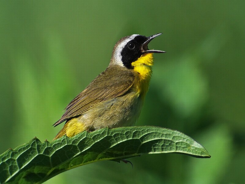 Yellow-throated Warbler — Green, Natural, Afternoon