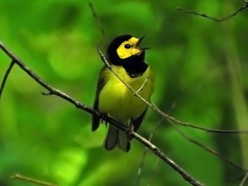 Yellow-throated Warbler — Green, Natural, Morning