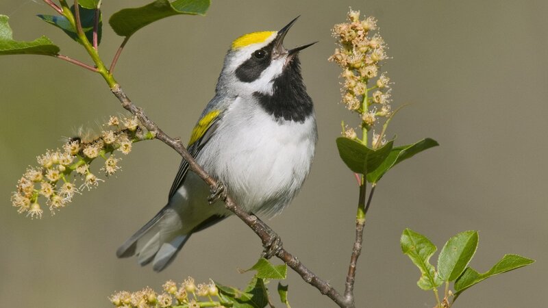 Yellow-throated Warbler — Green, Natural, Spring