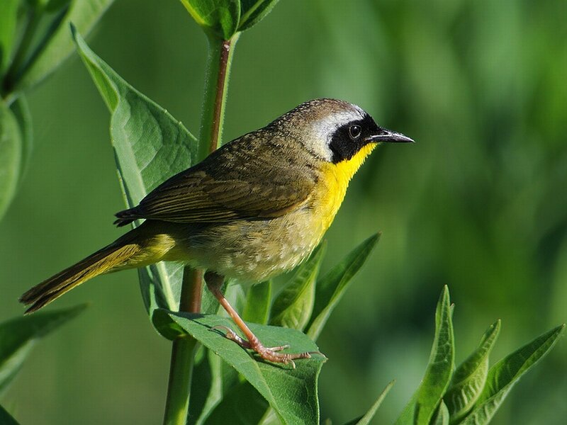 Yellow-throated Warbler — Green, Natural