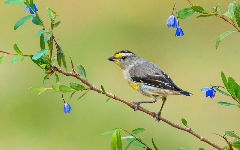 Yellow-throated Warbler — Green, Serene, Spring