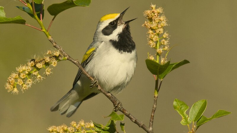 Yellow-throated Warbler — Green, Serene