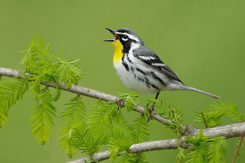 Yellow-throated Warbler — Green