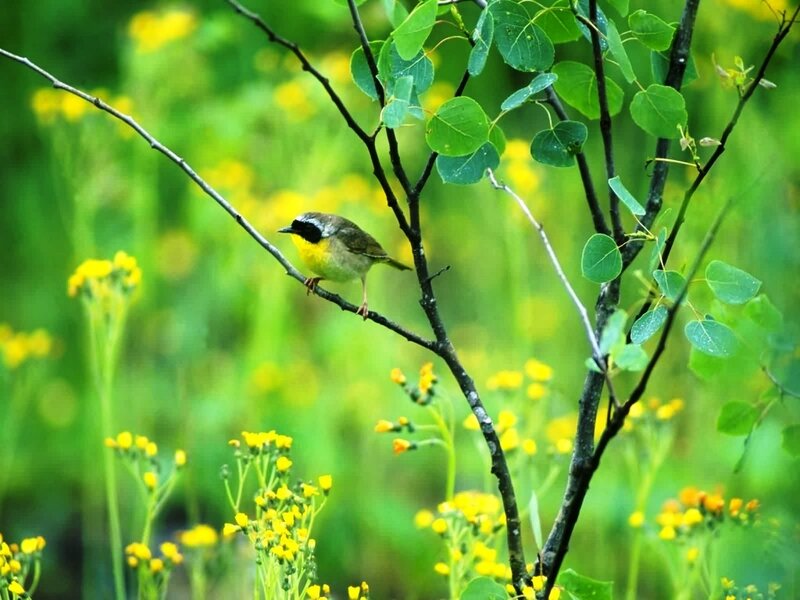 Yellow-throated warbler on a branch