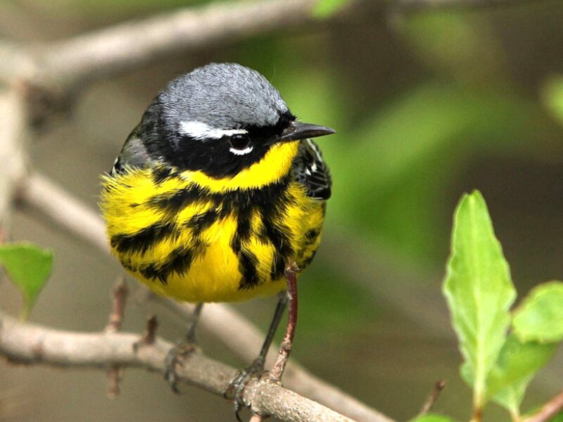 yellow-throated warbler perched