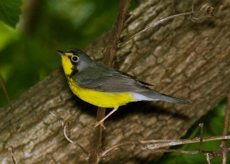 Yellow-throated warbler perched
