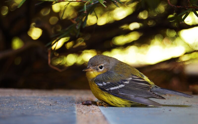 Yellow-throated Warbler