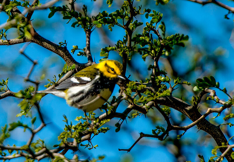 Yellow-throated Warbler — Yellow, Calm