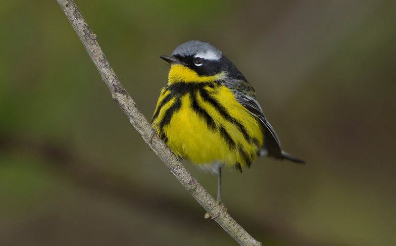 Yellow-throated Warbler — Yellow