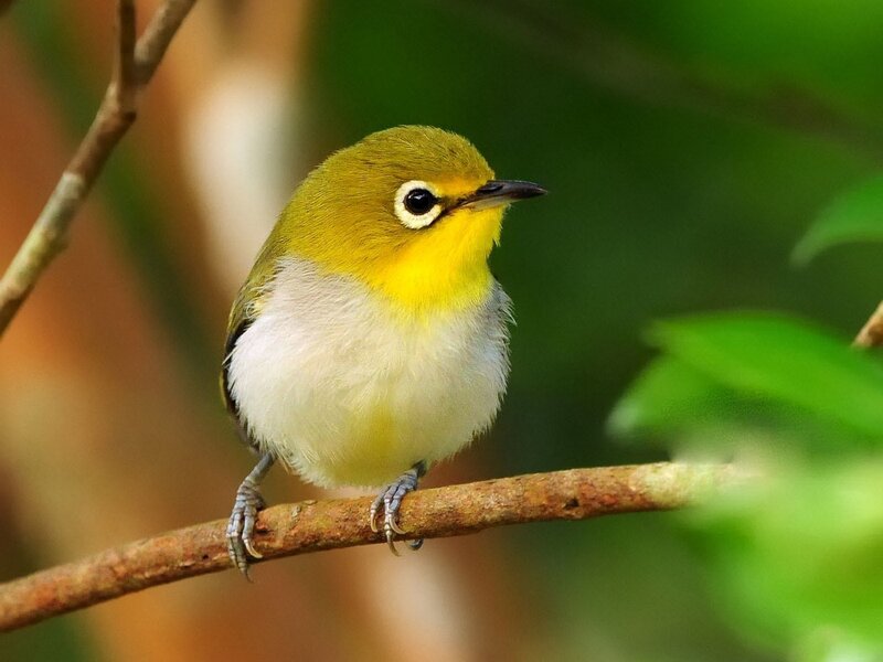 Yellow-throated white-eye