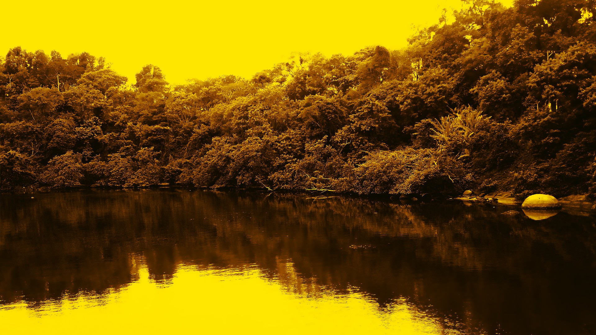 yellow-tinted forest lake