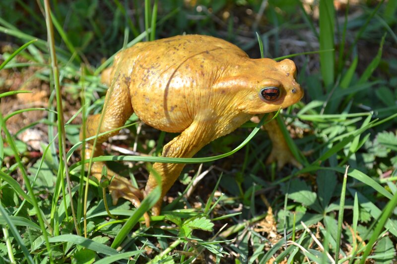 yellow toad in grass