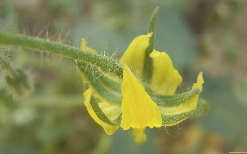 Yellow Tomato Flower