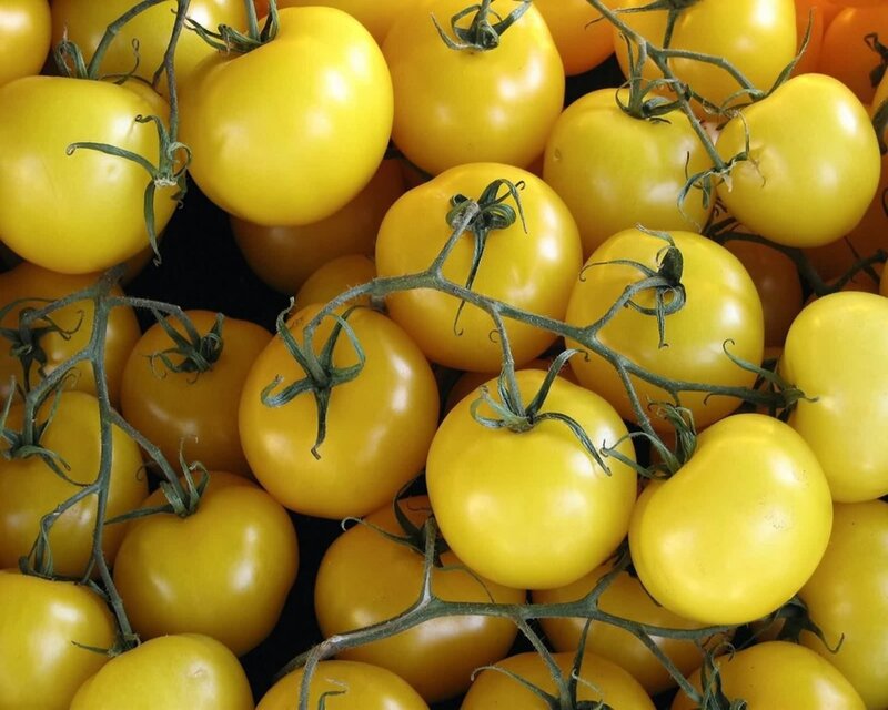 yellow tomatoes on the vine