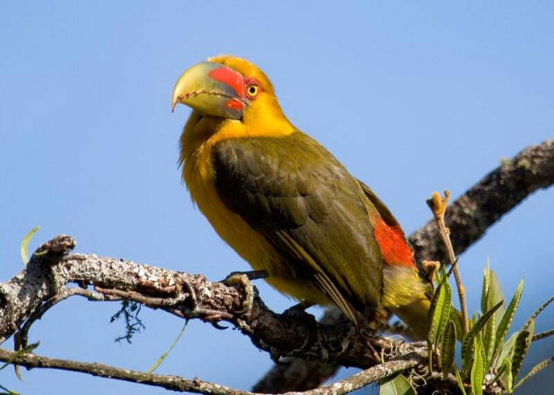 Yellow Toucanet Bird