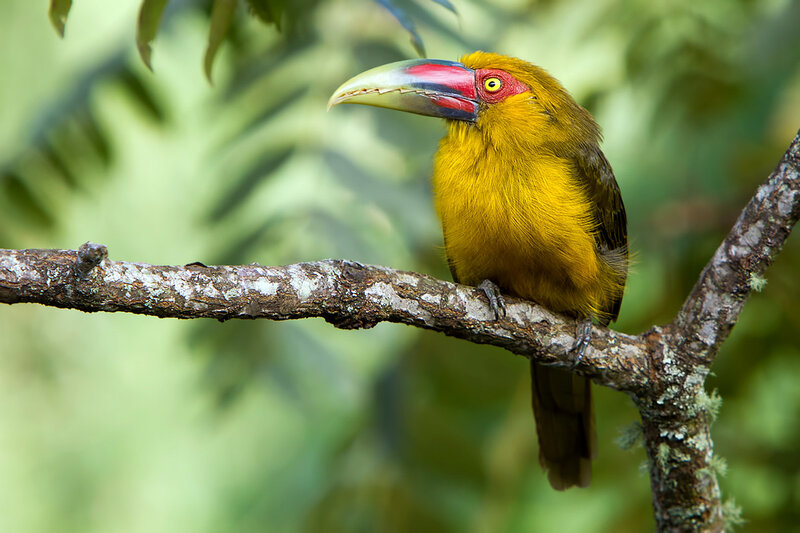 Yellow Toucanet on Branch