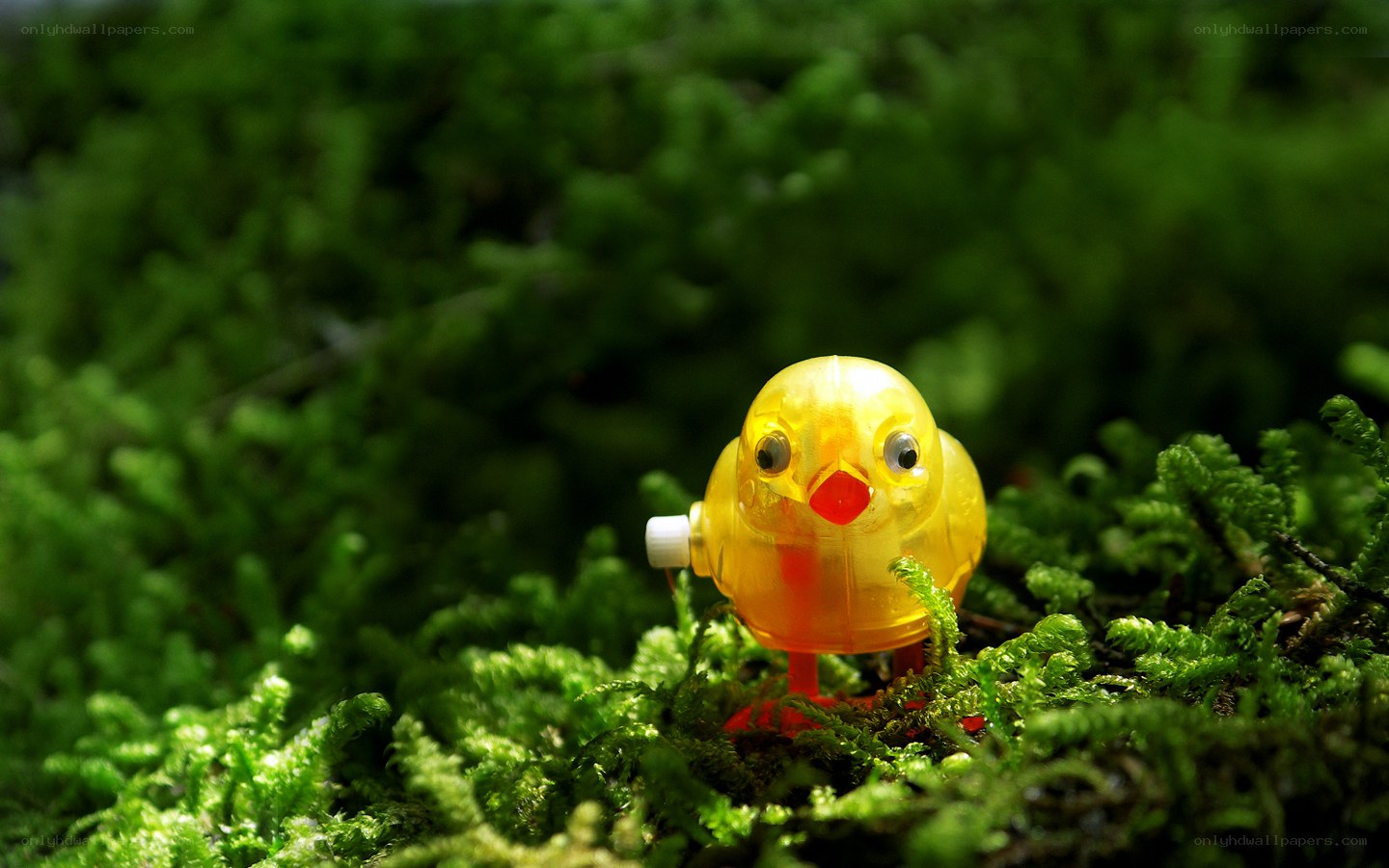 Yellow toy chick in moss